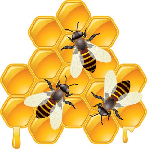 Honey Bee Insect Honeycomb Beehive Transparent Background Png Clipart
