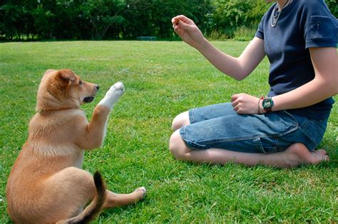 Pasos Para Entrenar A Tu Perro · Adiestramiento Canino En Wakyma