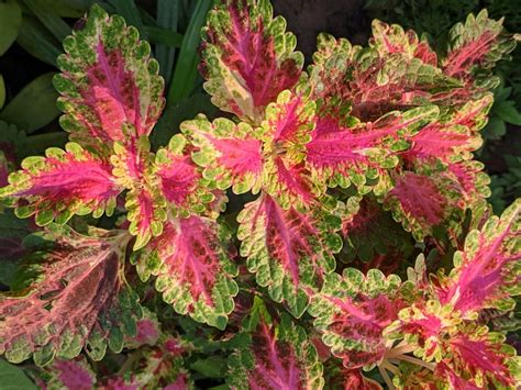 Coleus Superfine Rainbow Color Plant