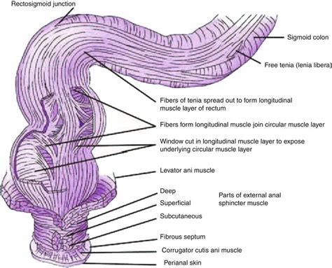 colon rectum and anus radiology key
