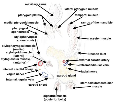 Position Of The Parotid Gland Into The Mandibulo Vertebropharyngeal