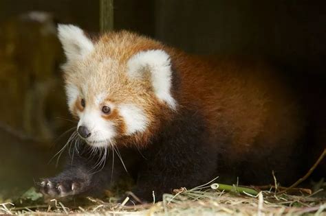 Rare Red Panda Baby At Corks Fota Wildlife Park Needs A Name And The