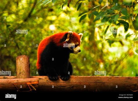 The Chinese Red Panda Stock Photo Alamy