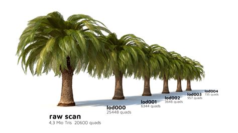 Palm Tree Anatomy - Anatomical Charts & Posters