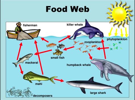 Plastic Pollution You Are What You Eat Madison Simon