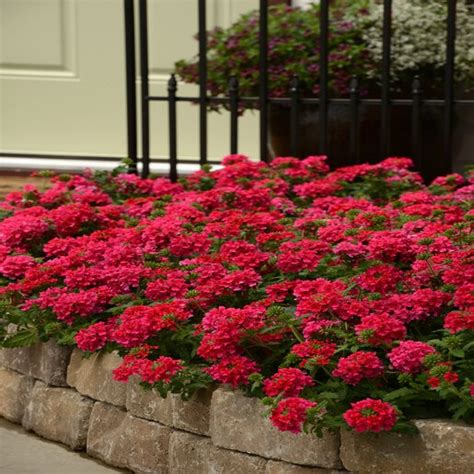 Verbena X Endurascape Balendopin Hot Pink Vervain Siteone