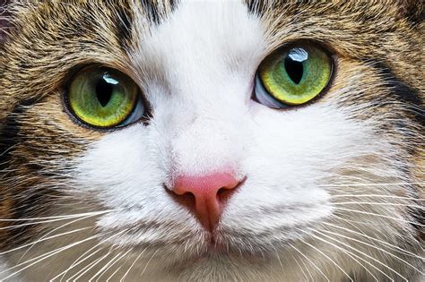 An Extremely High Resolution Picture Of A Beautiful Cat Raww