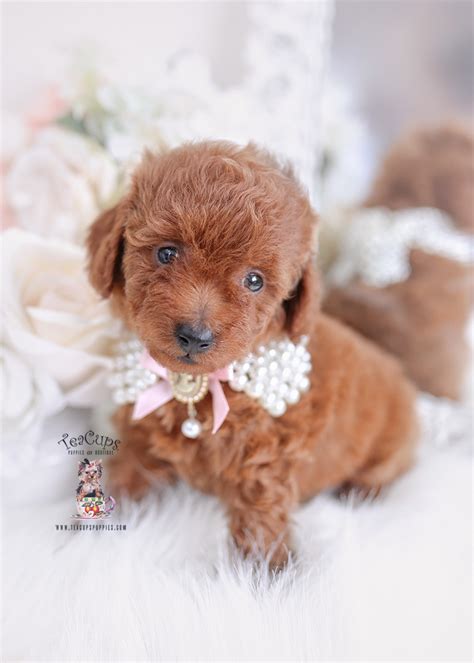 Red Toy Poodle For Sale Teacup Puppies And Boutique