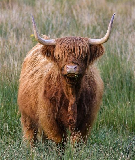 Loch Ewe Highland Cow Highland Cow Grazing Flickr