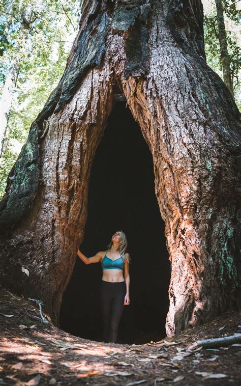 5 Amazing Day Hikes At Big Basin Redwoods State Park Big Basin
