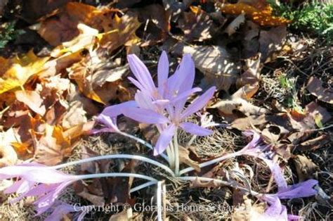 Some of the spring blooming bulbs are allium, crocus, hyacinth, grape hyacinth, anemone, and irises. Fall Blooming Bulbs