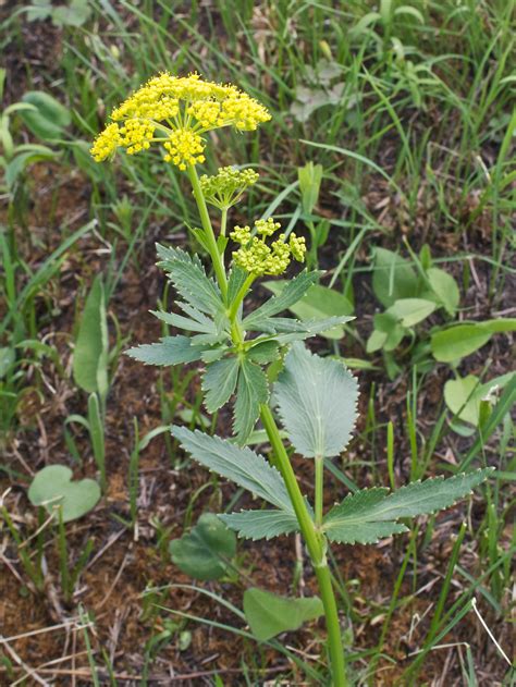 Wild Parsnip Pastinaca Sativa Plant My Chicago Botanic Garden