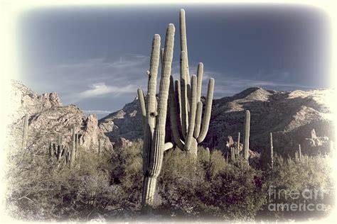 Arizona Dry Saguaro Photograph By Henry Kowalski