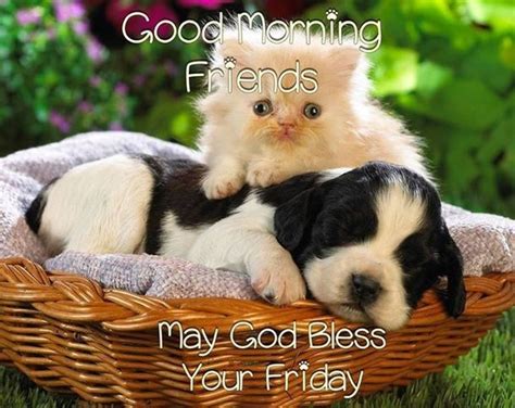 20 Best Good Morning Happy Friday Quotes Cute Cats And Dogs Cat
