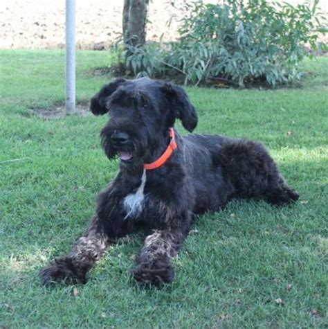 Akc Giant Schnauzers For Sale In Goshen Indiana Classified