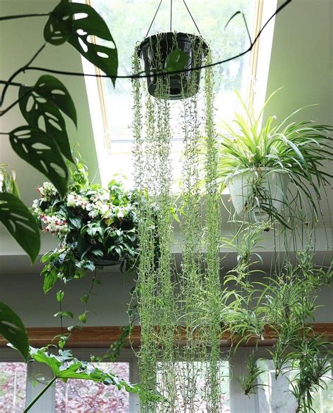 Pin By Chanel Enriquez On Jungalows Hanging Plants Hanging Plants