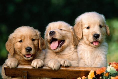 Cute Wallpaper Puppy Photos