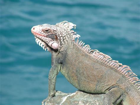 Caribbean Caribbean Island Life Reptilia