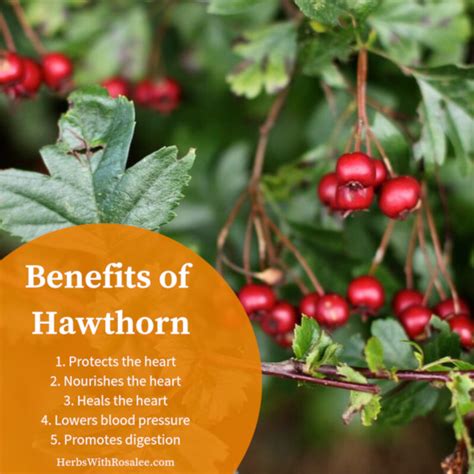 Hawthorn may have a role as adjunctive therapy in mild heart failure and exhibits some advantages over digoxin. Hawthorn Herb