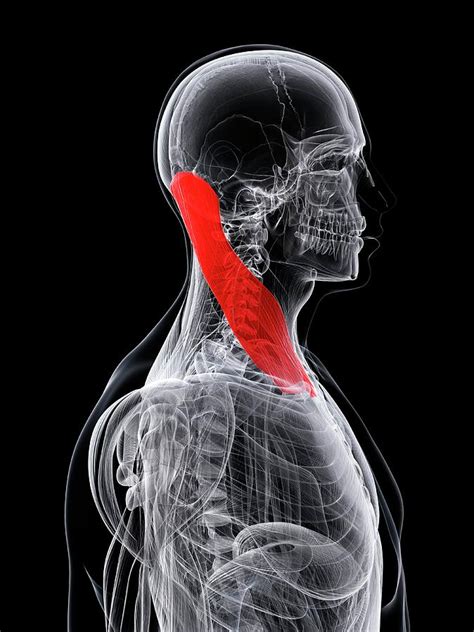 Neck Muscle Photograph By Scieproscience Photo Library Pixels