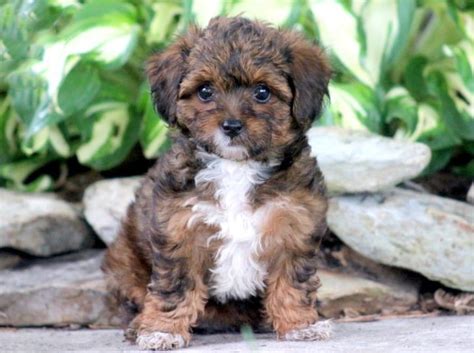What Are Yorkie Poo Puppies Like
