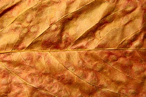 Dried Fall Leaf Close Up Texture Picture Free Photograph