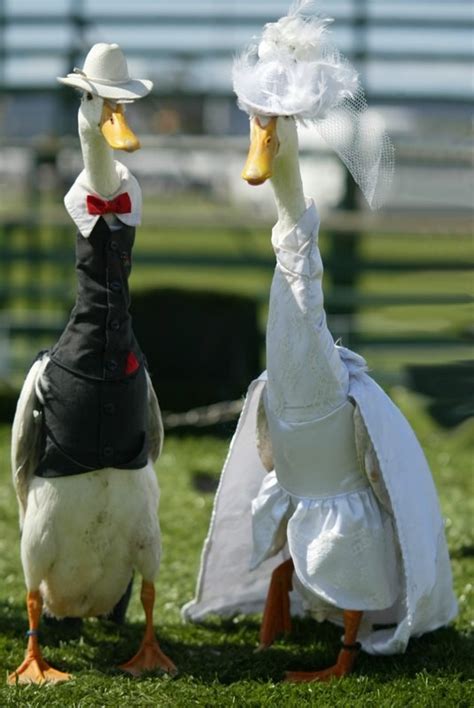 farmer hires dressmaker  style  ducks  fanciful