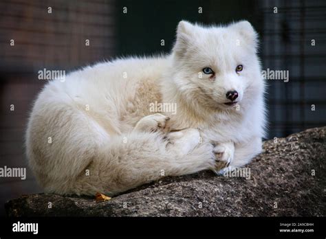 An Arctic Fox In Captivity Although Not Common Within Its Species