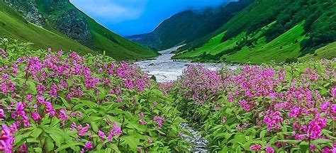 The Valley Of Flowers A Most Beautiful Valley In Uttarakhand