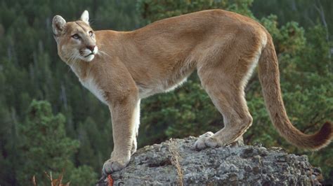 Puma Del Este De Norteamérica ¿está En Peligro De Extinción