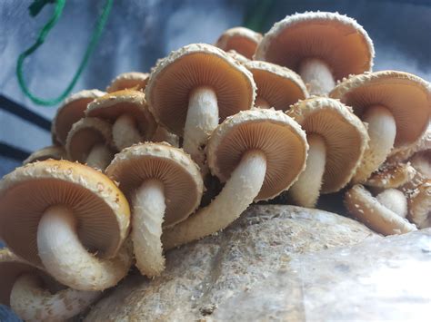 Gourmet Beautiful Gills On Some Chestnut Mushrooms I Grewpholiota