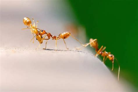 Why Do Ants Carry Dead Ants Reasons Wildlife Informer