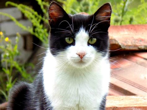 Mignon chaton chat mignon chats et chatons et bebe chat Heirlooms: Photo De Chaton Trop Mignon Noir Et Blanc