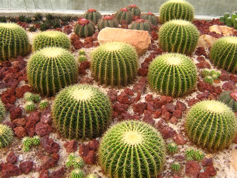 Filesingapore Botanic Gardens Cactus Garden 1 Wikipedia