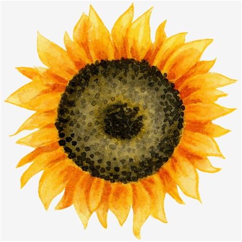 Watercolor Sunflowers Png Vector Psd And Clipart With Transparent