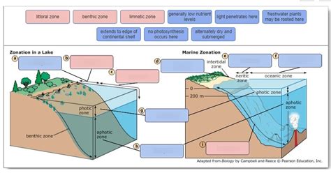 Ch 16 Marine And Coastal Systems Activity Aquatic Ecosystems Diagram
