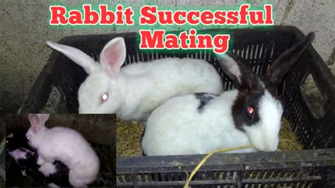 Rabbit Matinghow To Breed Rabbitsuccessful Rabbit Breedingnabin
