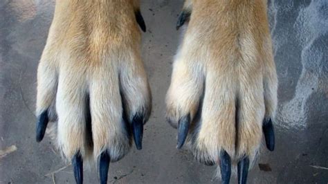 Ask The Vet Swollen And Red Paws In Dogs Dog Discoveries
