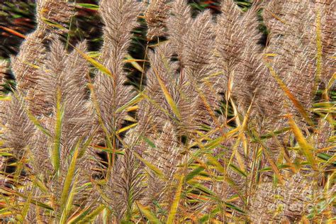 Common Reed Grass Photograph By Vickie Emms Fine Art America