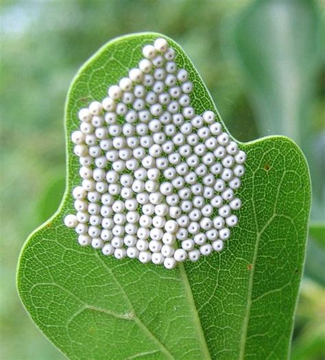 Butterfly Eggs On Leaf Butterfly Mania