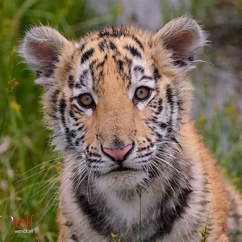 Baby Tiger Arrives For Wildlife Photography Workshop Jeff Wendorffs