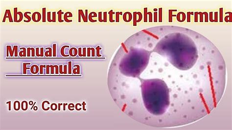 Absolute Neutrophil Count Formula Neutrophil Count Neutrophil