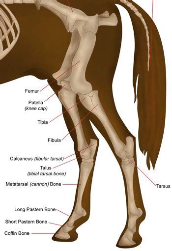 The Hind Limb Skeletal Structure Of The Horse Showing The Tibia And