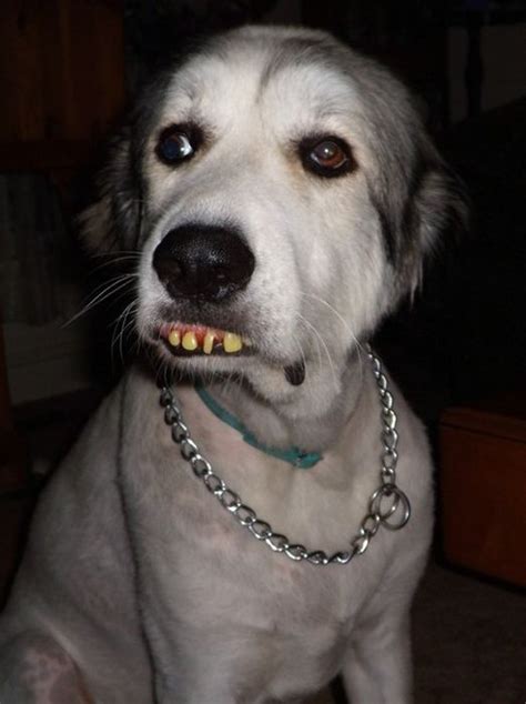 A White Dog With Chain Around Its Neck And The Caption That Says Chatatdo