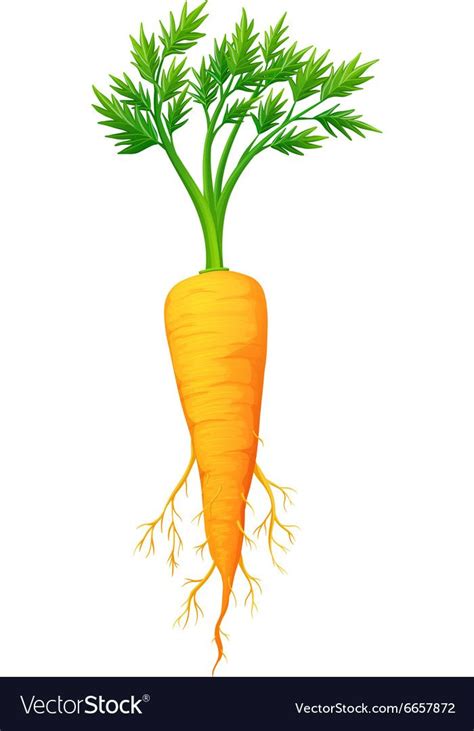 Fresh Carrot With Leaves And Root Download A Free Preview Or High