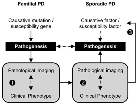 Syndromic Approach To Parkinsons Disease Role Of Functional Imaging