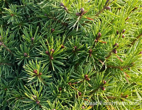 Maybe you would like to learn more about one of these? Spruce Trees for Sale Georgia Garden Center | Kinsey ...