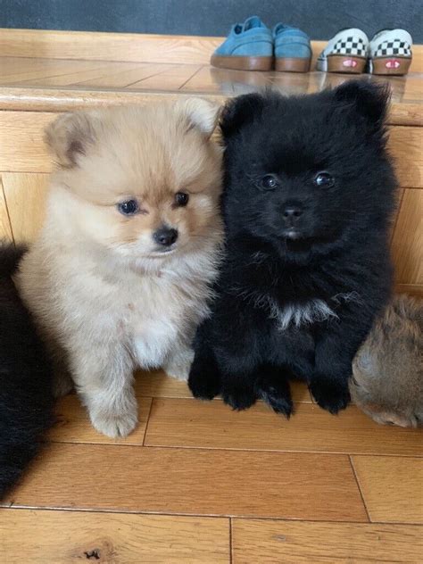 55 Black Pomeranian Puppies For Sale L2sanpiero