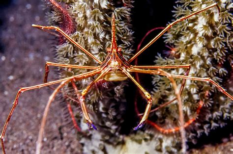 How To Best Care For An Arrow Crab Everything You Need To Know