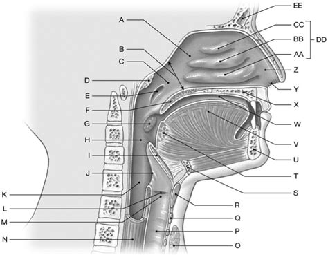 Sagittal Section Of Head And Neck Diagram Quizlet